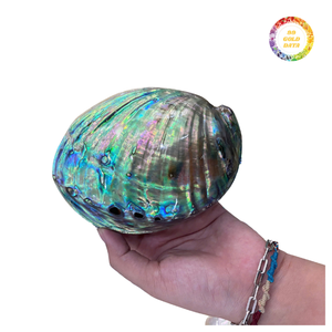 Polished Green Abalone Shell for Decoration - Product Image 6