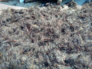 Elegancia ecuestre exclusiva: pelos de cola principal de caballo de búfalo a precios muy asequibles por M. R. S. EXPORTACIONES - Product Image 3