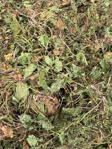 野生のGotu Kola生ハーブ乾燥アーユルヴェーダCentella Asiaticaはインドのペニーワートを残します薬用/エキス/スキンケア使用OEM受け入れます - Product Image 2