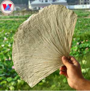 Feuilles de lotus séchées à la main / Cultivées par une famille / BONNES QUALITÉS NATURELLES / Fabriqué au VIETNAM // Evan - Product Image 1