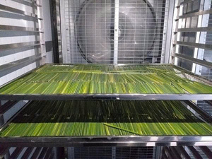 Eco-friendly <b>Biodegradable</b> Disposable Grass Straw Natural Lepironia Articulata Straws Sustainable Treated 20cm Drinking Straws - Product Image 6