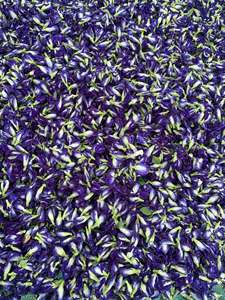 Proveedor de Té de Flor de Guisante Mariposa Seca a Granel, Material Floral Natural de Vietnam, Saludable, en Bolsas de Hojas Sueltas - Product Image 1