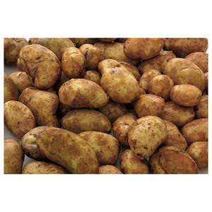 มันฝรั่งเกรดพรีเมียมใหม่ คุณภาพสูง 100% ออร์แกนิก สดจากฟาร์ม ผู้ส่งออก - Product Image 5