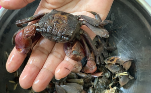 Produit de la mer fermenté prêt à consommer, qualité export, 500g, pot PET, crabe mariné, crabe salé en conserve, longue durée de conservation - Product Image 3
