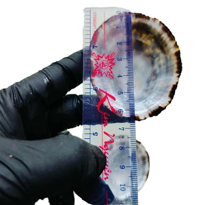 Concha de limpet ovalada natural del océano, origen Vietnam, para la elaboración de velas, centros de mesa para eventos de boda, tonos perlados iridiscentes - Product Image 1