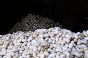 Cocon de soie blanc coupé et nettoyé pour l'exfoliation, le raffermissement et l'hydratation de la peau du visage, qualité supérieure, provenant de fermes vietnamiennes, prix abordable - Product Image 3