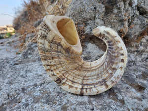 Cuerno de oveja auténtico Shofar y Ram Horn Collection Cuernos mixtos para manualidades Decoración y proyectos de arte únicos - Product Image 5