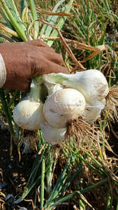 Semences d'<span class=keywords><strong>oignon</strong></span> biologiques FB-SWEAT Research, fraîches et à pollinisation libre, Farson Biotech Pvt Ltd - Product Image 4