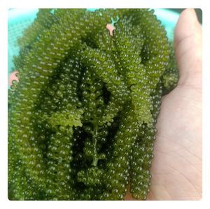 Algues de mer déshydratées de qualité alimentaire pour l'exportation, algues séchées du Vietnam - Product Image 3