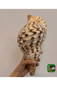 Turbo Shell Natural Seashell para portavelas y artesanía de arte marino, carcasa decorativa de alta calidad de Vietnam - Product Image 2