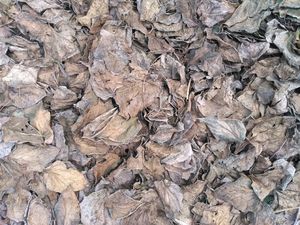 Hojas de Betel orgánicas secas de primera calidad con efecto antioxidante para el cuidado de la salud del proveedor de Vietnam - Product Image 4