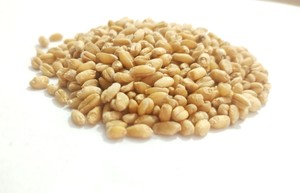 Grano de Trigo de Grado Alimenticio con Alto Contenido de Proteínas para Consumo Humano, Proveedor y Exportador al por Mayor con 24 Meses de Vida Útil - Product Image 4