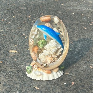 Seashell Handicraft polished seashell material for wall decor and table ornament coastal decoration Vietnam origin - Product Image 1