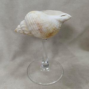 Vasos de cóctel con conchas marinas para decoración de bodas, buen precio, para eventos y fiestas. - Product Image 5