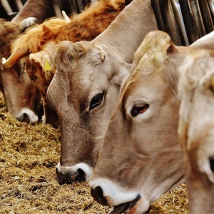 Alimentation pour Bétail Brésil : Fourniture en Gros de Foin Séché Entier de Haute Qualité avec Durée de Conservation de 12 Mois pour le Bétail - Marque AgroStream - Product Image 1