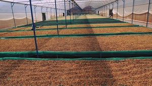 Granos de Café Verde de Vietnam Más Vendidos para el Mercado Global # Arabica Full Washed Origen Son La - Product Image 5