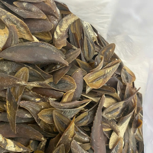 Global Operculum Supply ผู้จัดจำหน่ายโอเพอร์คูลัมธรรมชาติ แหล่งที่มาอย่างยั่งยืน แบรนด์เวียดเดลต้า บรรจุในกล่องเปลือกหอย - Product Image 6