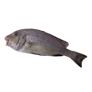 Importateurs de Fruits de Mer Sélectionnés : Poisson Entier Nettoyé IQF Congelé de Qualité Supérieure pour l'Exportation (Type Leather Jacket) - Product Image 2
