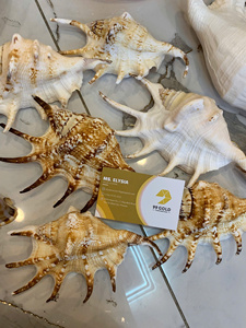 Natural Seashell Gift Craft <b>Abalone</b> <b>Shell</b> Conch Decorative Set Vietnam Wholesale Factory Supply Ocean <b>Shells</b> Hanging Boat - Product Image 2