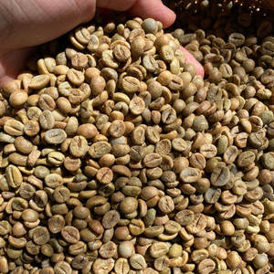 Café Robusta Vietnamien Screen 16 Grains Verts - Product Image 4