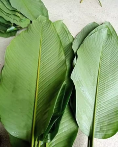 Hojas de Dong Frescas Naturales de Origen Vietnamita para Venta al por Mayor - Product Image 2