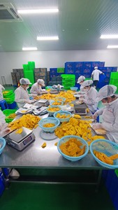 Tranches de mangue séchées, collation de fruits sucrés, forme allongée, couleur jaune, ingrédient naturel - Product Image 5