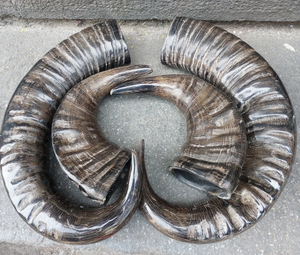 Par de Cuernos Decorativos de Búfalo 100% Naturales, Diseño Antiguo de la India, Tallados con Estilo Animal - Product Image 1