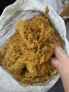 ถุง1lb มอสทะเล Takimex ทะเลมอสผลิตภัณฑ์จากธรรมชาติอบแห้ง - Product Image 5