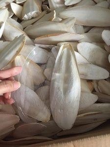 Hojuelas de Hueso de Sepia Secas para Alimento de Aves y Nutrición de Reptiles, Suplemento Natural de Calcio, Materia Prima de Origen Marino - Product Image 5