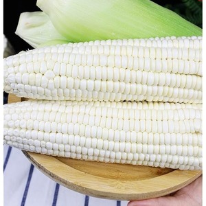 White <b>Corn</b> Carefully <b>Harvested</b> Whole Grain Rich Natural Nutrition Smooth Texture Uniform Quality - Product Image 2
