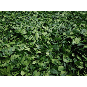 <b>Dried</b> <b>lime</b> leaf dehydrated kaffir <b>lime</b> material for curry preparation and seasoning blends Vietnam supplier - Product Image 1