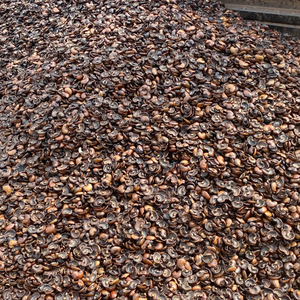 Coques de noix de cajou brutes en vrac avec une approvisionnement fiable, meilleur prix et export en gros - Product Image 2