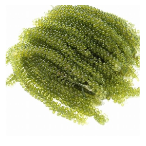 Algues vertes fraîches en vrac 20-40cm Teneur en humidité 0.1-0.5kg Type de stockage Frais Durée de conservation 7 jours - Product Image 6