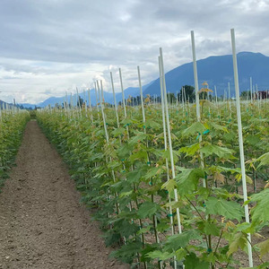 Factory Supply Fiberglass Solid Rod for <b>Plant</b> Stakes Cutting Service Available - Product Image 4