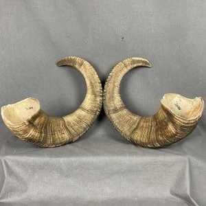 Cuerno de cabra y oveja auténtico Kosher, Shofar de carnero de Israel, afinado naturalmente, probado, tradicional, Rambam AL MALIK CRAFT - Product Image 5
