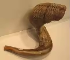 Shofar en corne de bélier naturelle, écologique, poli, fait main, objet d'art et de collection, disponible en gros - Product Image 3