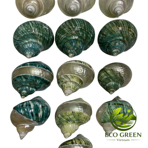 Coquilles turbo naturelles vietnamiennes polies pour la décoration d'aquarium, habitat pour crabes ermites, projets de bricolage, style maison de bord de mer - Product Image 1