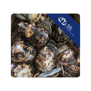 [ALTA CALIDAD] |   Conchas de Limpet para Líneas de Productos Decorativos, Artesanía con Conchas y Distribución de Exportación en Vietnam - Product Image 1