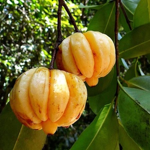 Garcinia ธรรมชาติ100% ขายส่งจำนวนมาก-ผง Garcinia ศรีลังกา + สารสกัดจาก [ส้มแขก] - Product Image 3