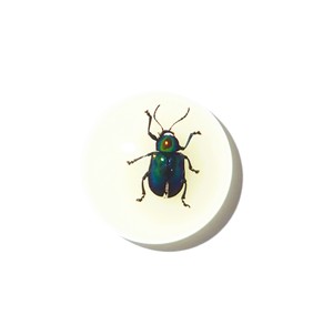 Escarabajo de Hoja Brillante, Espécimen Real, Cabujón de Plástico Redondo de 25x25 mm, Base Plana Brillante para Manualidades y Joyería - Product Image 3