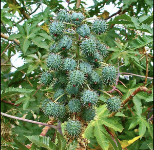 Graines de ricin de qualité supérieure |   Graines de ricin Ricinus Communis |   Conteneur de teneur élevée en huile 48-52% |   Exportation en gros Inde - Product Image 2