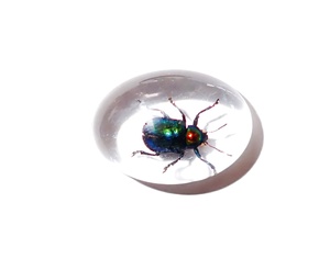 Cabochon ovale en plastique avec spécimen réel de Coléoptère à feuilles brillantes, 18x25 mm, fond plat transparent, pour artisanat et fabrication de bijoux - Product Image 3