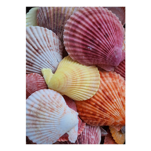 สินค้าขายดี พรีเมียม เปลือกหอยเชลล์ทั้งหอย คุณภาพสูง เป็นมิตรกับสิ่งแวดล้อม วัสดุตกแต่งสำหรับตู้ปลา - Product Image 1