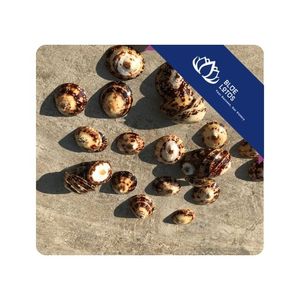 [MEJOR VENDIDO] |   Conchas de Limpet para Arreglos Decorativos, Manualidades y Distribución Comercial en Vietnam - Product Image 1