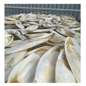 [VENTE CHAUDE] |   Os de seiche séché, riche en calcium, complément alimentaire pour l'entretien du bec des oiseaux, de Blue Lotus Vietnam - Product Image 1