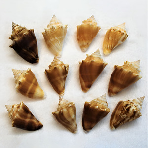 Assorted conch shell <b>beads</b> natural sea shells supplier <b>direct</b> price seashells for jewelry craft - Product Image 2