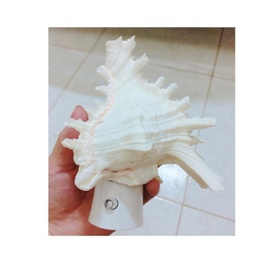 เปลือกหอยธรรมชาติทำด้วยมือแก้วค็อกเทลขนาด150-250มล. สูง20ซม. สูง10ซม. - Product Image 4