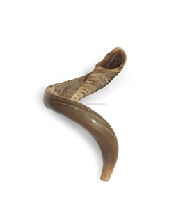 Corne de bélier shofar à vendre corne Shofar pour Ram instrumental shofarReligieux juif d'Inde - Product Image 1