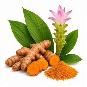 Fournisseur en gros d'extrait de curcuma en poudre, extrait naturel de curcumine, fabricant d'extrait de curcumine à 95% - Product Image 4