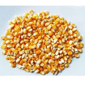 Best Quality <b>Dried</b> Style Yellow Corn/ Dry Maize For Animal Feed Best Prices - Product Image 1